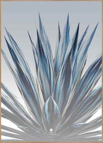 Sansevieria | INDRAMMET BILLEDE Indrammet billede MF