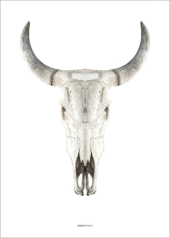 Cow Skull | PLAKAT Plakat MF