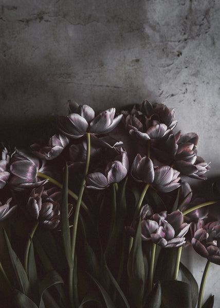 Dark tulips | PLAKAT Plakat MF