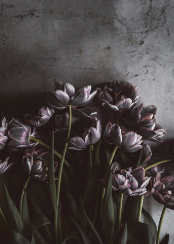 Dark tulips | PLAKAT Plakat MF
