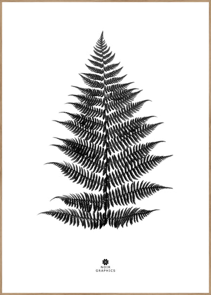 Fern black | INDRAMMET BILLEDE Indrammet billede MF 30x40 Egeramme