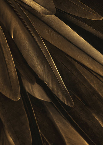 Gold wing | PLAKAT Plakat MF