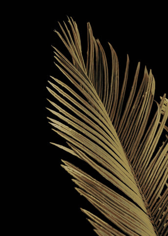 Golden palm 1 | PLAKAT Plakat MF