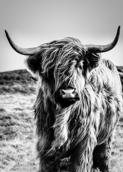 Highlander | PLAKAT Plakat MF