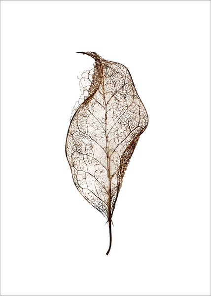 Leaf | PLAKAT Plakat MF