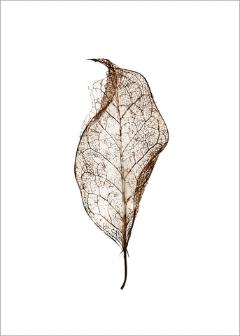 Leaf | PLAKAT Plakat MF