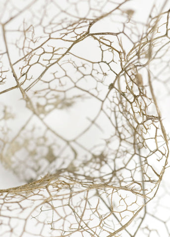 Leaf skeleton | PLAKAT Plakat MF