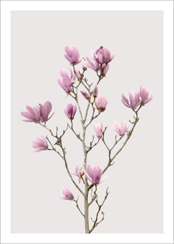 Magnolia 2 | PLAKAT Plakat MF
