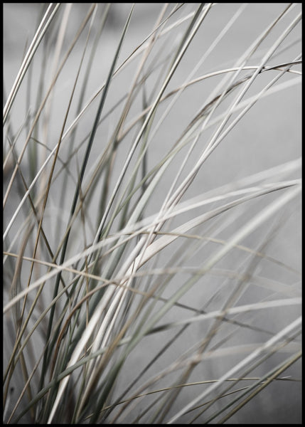 Mellow Grasses 1 | INDRAMMET BILLEDE Indrammet billede MF 30x40 Sort