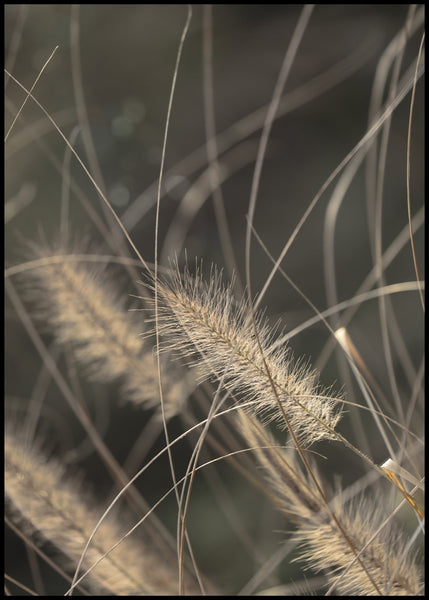 Mellow Grasses 2 | INDRAMMET BILLEDE Indrammet billede MF 30x40 Sort