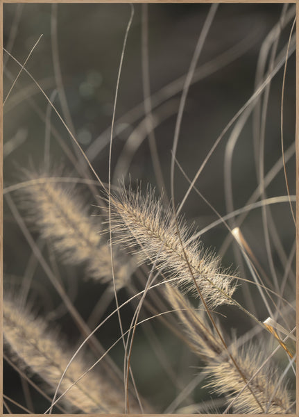 Mellow Grasses 2 | INDRAMMET BILLEDE Indrammet billede MF 30x40 Egeramme