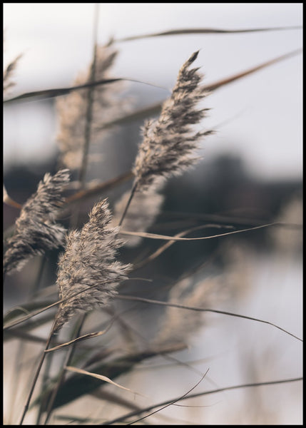 Mellow Grasses 3 | INDRAMMET BILLEDE Indrammet billede MF 30x40 Sort