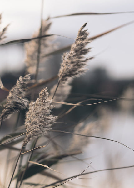 Mellow Grasses 3 | PLAKAT Plakat MF