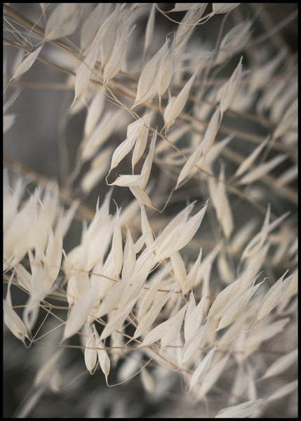 Mellow Grasses 4 | INDRAMMET BILLEDE Indrammet billede MF 30x40 Sort