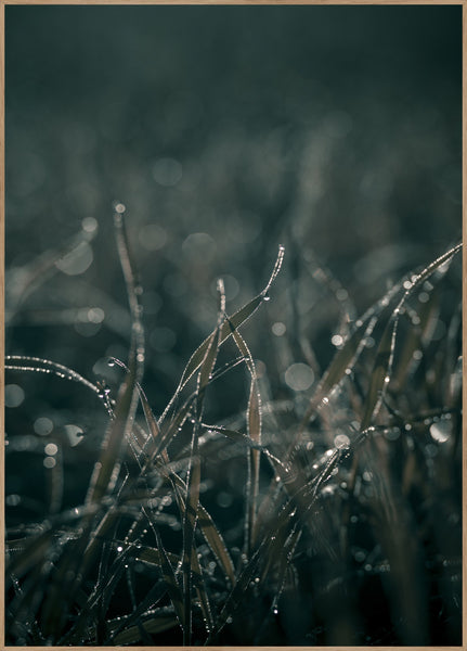 Mellow Grasses 5 | INDRAMMET BILLEDE Indrammet billede MF 30x40 Egeramme