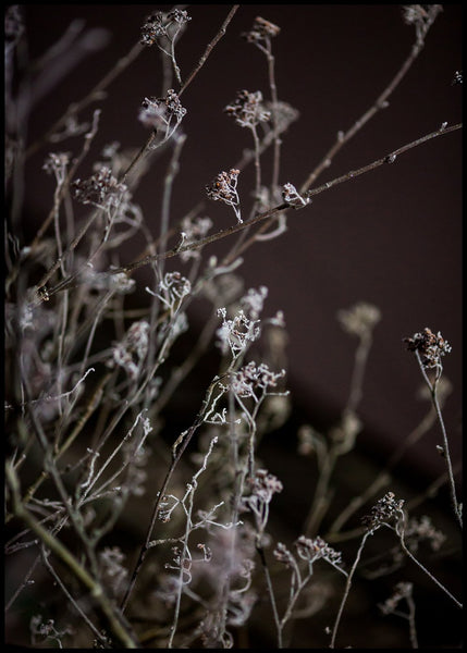 Mellow Grasses 6 | INDRAMMET BILLEDE Indrammet billede MF 30x40 Sort