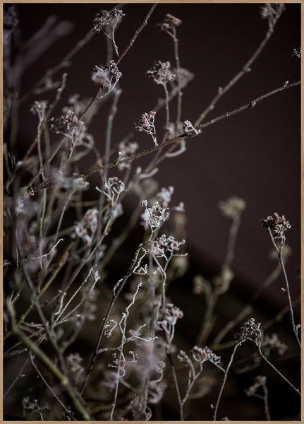 Mellow Grasses 6 | INDRAMMET BILLEDE Indrammet billede MF 30x40 Egeramme