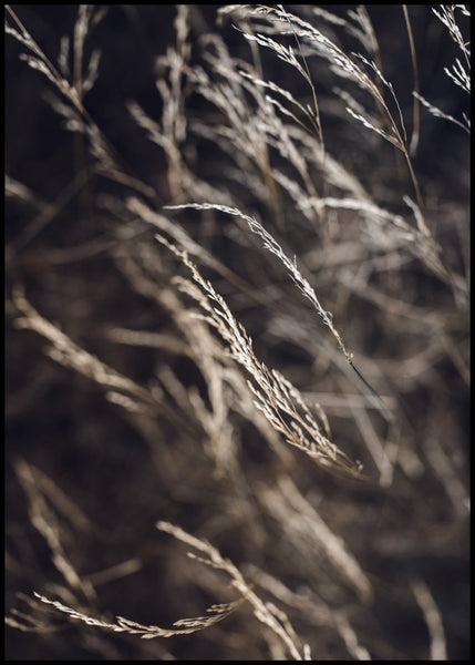 Mellow Grasses 7 | INDRAMMET BILLEDE Indrammet billede MF 30x40 Sort