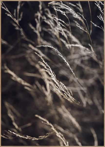 Mellow Grasses 7 | INDRAMMET BILLEDE Indrammet billede MF 30x40 Egeramme