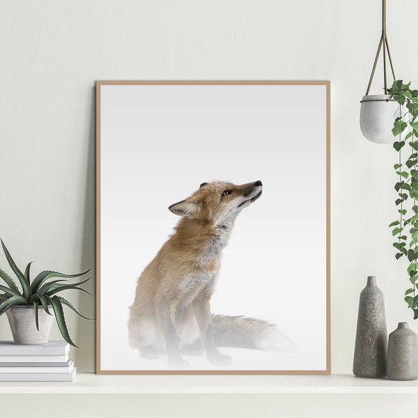 Misty Fox | PLAKAT Plakat MF