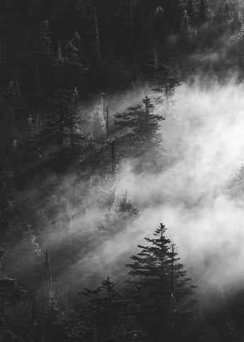 Misty pine woods | PLAKAT Plakat MF