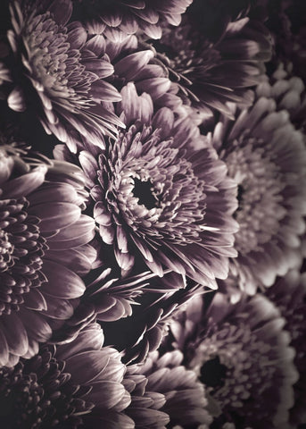 Opulent 4 | PLAKAT Plakat MF