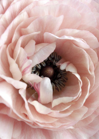 Opulent 6 | PLAKAT Plakat MF