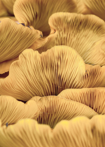 Organic Lines 1 | PLAKAT Plakat MF