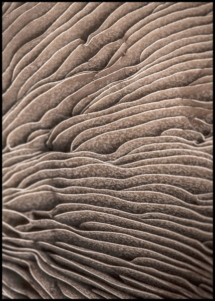 Organic Lines 3 | INDRAMMET BILLEDE Indrammet billede MF 30x40 Sort