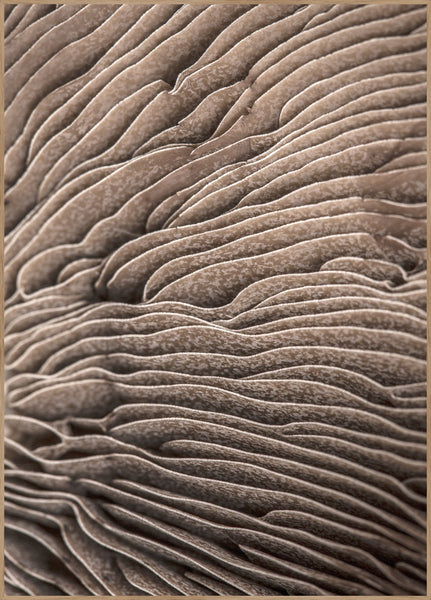 Organic Lines 3 | INDRAMMET BILLEDE Indrammet billede MF 30x40 Egeramme