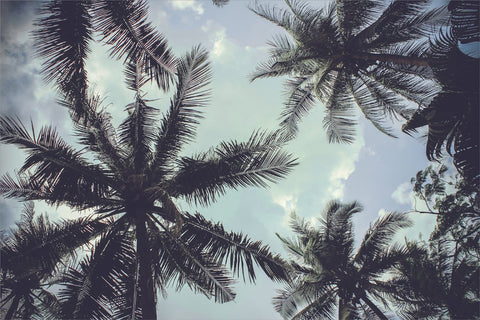 Palm Trees 2 | PLAKAT Plakat MF