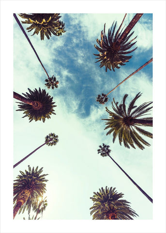 Palm sky 2 | PLAKAT Plakat MF