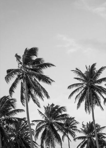 Palms in grey | PLAKAT Plakat MF
