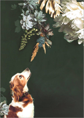 Pet Couture 1 | PLAKAT Plakat MF