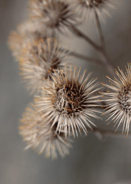 Avantgarde | PLAKAT Plakat MF