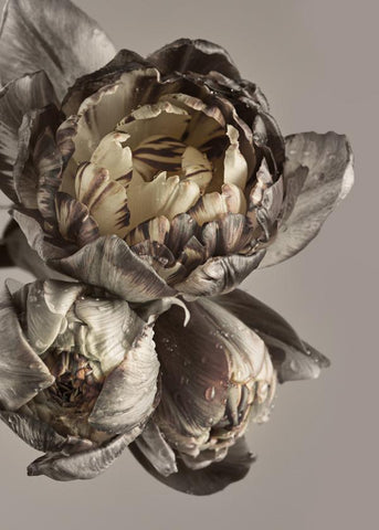 Baroque 4 | PLAKAT Plakat MF