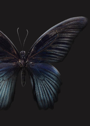 Black Butterfly | PLAKAT Plakat MF