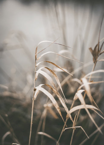 Reed 2 | PLAKAT Plakat MF