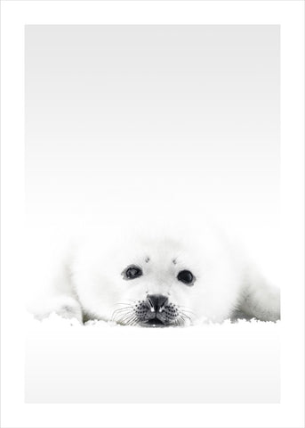 White Seal | PLAKAT Plakat MF