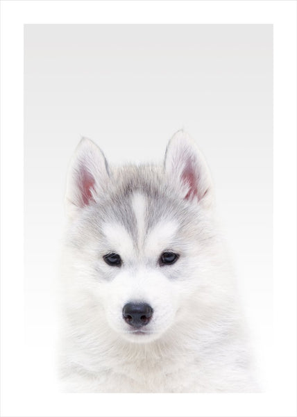 White Wolf | PLAKAT Plakat MF