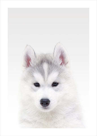 White Wolf | PLAKAT Plakat MF