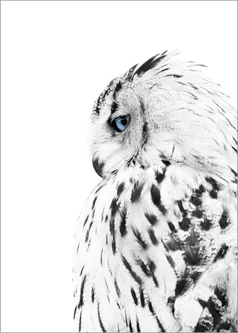 White owl | PLAKAT Plakat MF