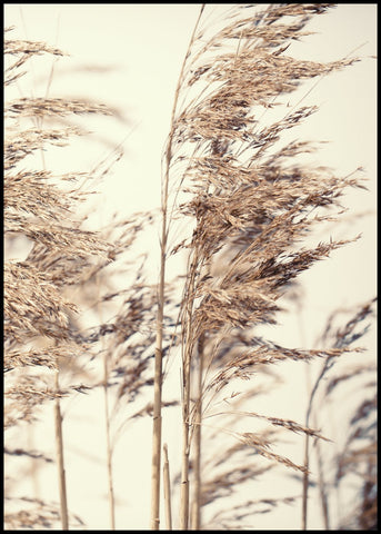 Reed 1 | INDRAMMET BILLEDE Indrammet billede MF