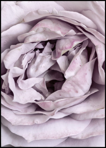 Rose Heart | INDRAMMET BILLEDE Indrammet billede MF