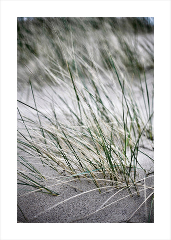 Wild straws | PLAKAT Plakat MF
