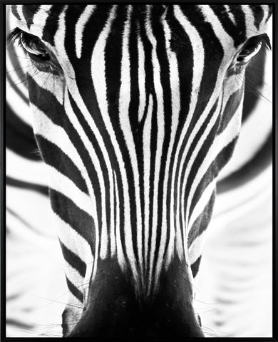 MI Zebra eyes m | Canvasprint (SP) Lærredstryk ART COPENHAGEN