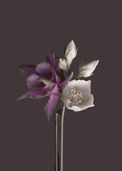 Virtue 2 | INDRAMMET BILLEDE Indrammet billede MF