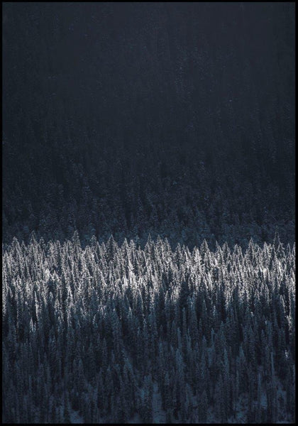 Black pines | INDRAMMET BILLEDE Indrammet billede MF