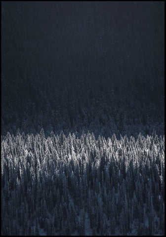 Black pines | INDRAMMET BILLEDE Indrammet billede MF