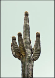 Saguaro | INDRAMMET BILLEDE Indrammet billede MF